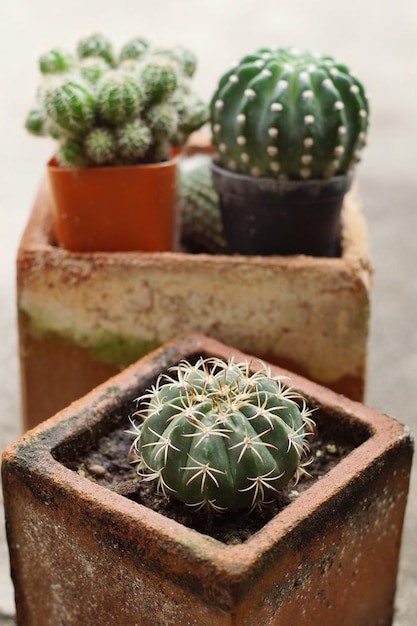 鉢の植物のクローズアップ