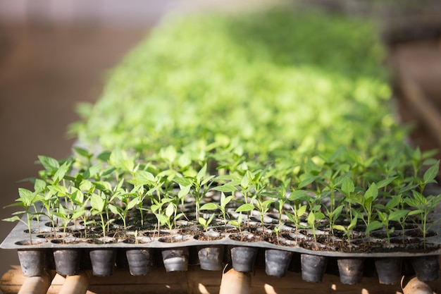 Close-up of potted plants