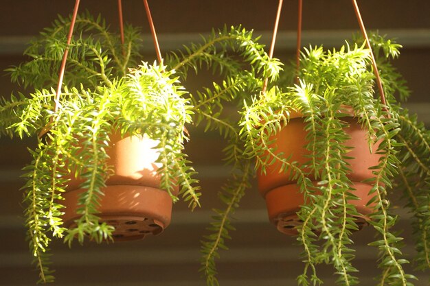 Photo close-up of potted plants