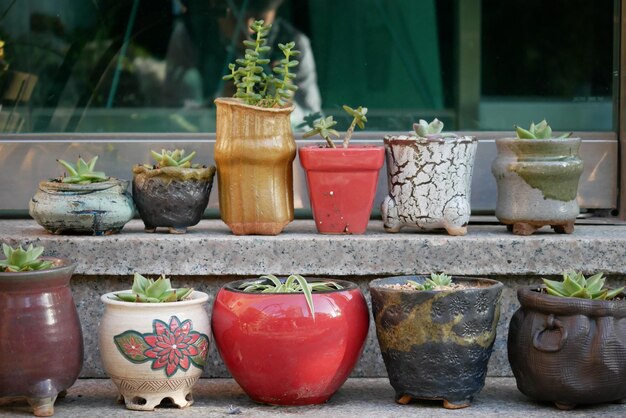 鉢の植物のクローズアップ