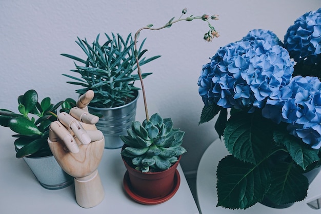 鉢の植物のクローズアップ