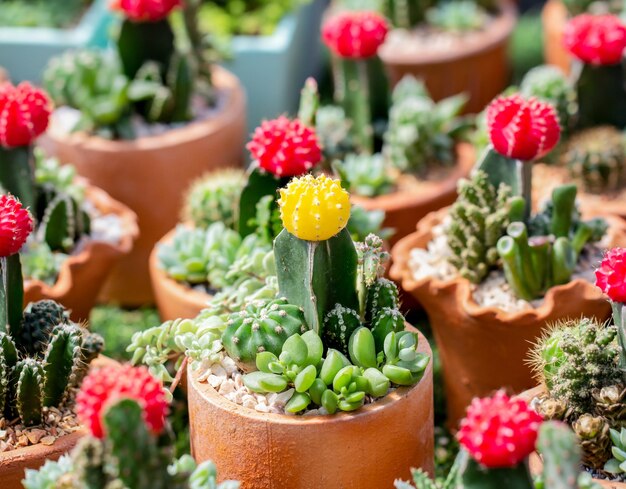 Close-up of potted plants