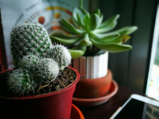 Photo close-up of potted plants