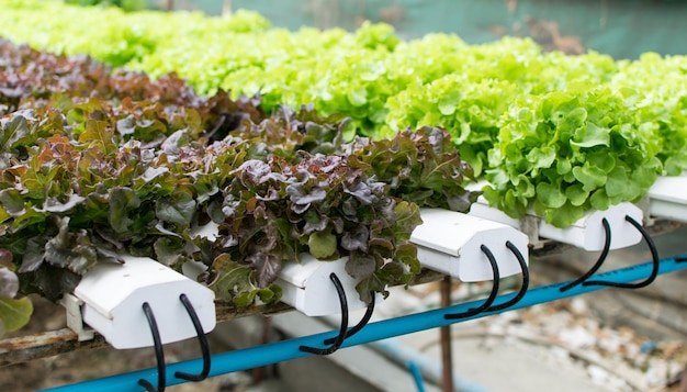 Photo close-up of potted plants