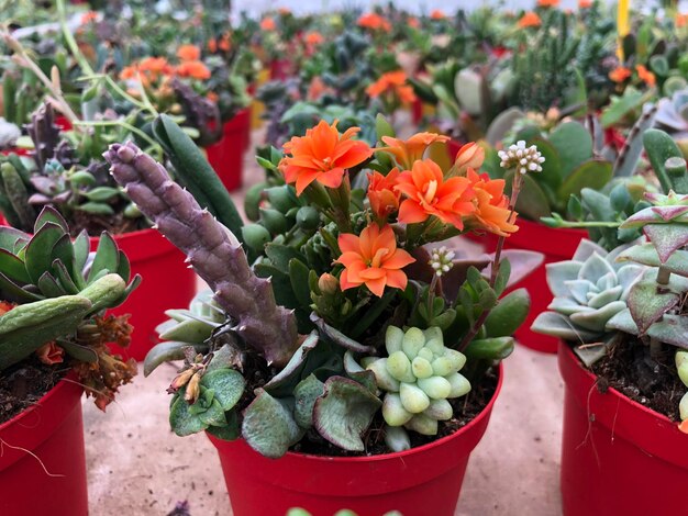 Close-up of potted plants