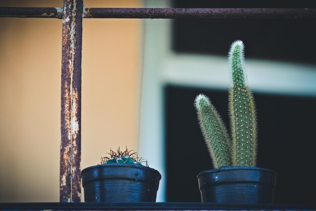 Photo close-up of potted plants