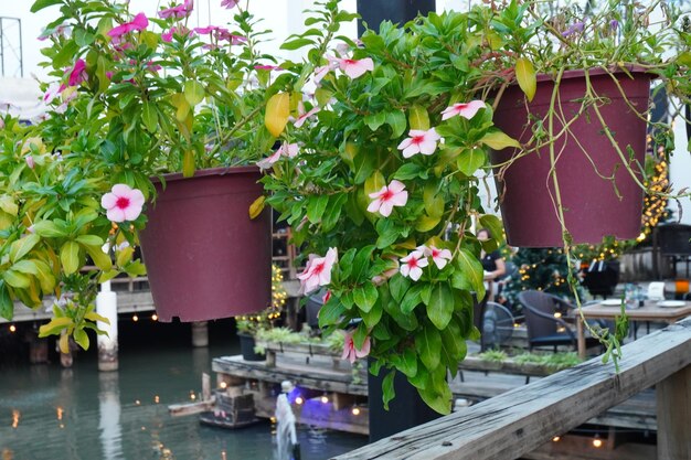 Close-up of potted plants