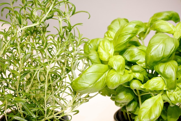 close-up of potted plants