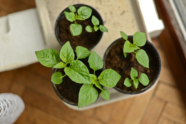 鉢植えの植物のクローズアップ