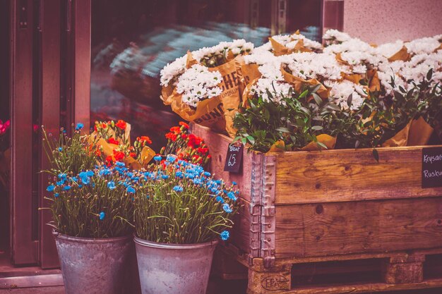 Photo close-up of potted plants