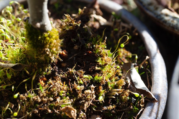 Photo close-up of potted plants