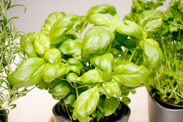 close-up of potted plants