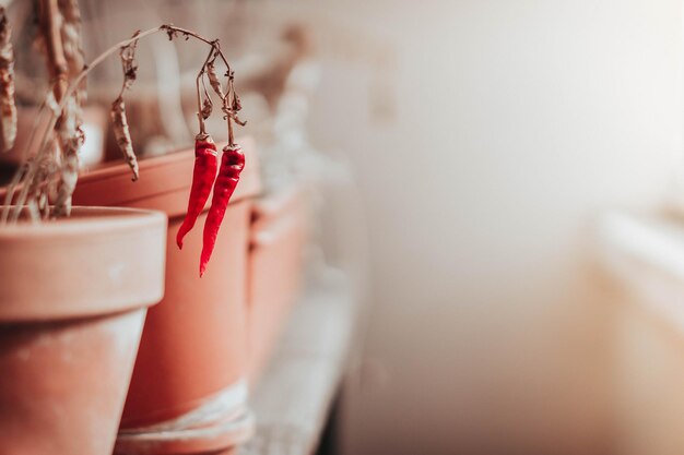 Foto close-up di peperoncino rosso in vaso