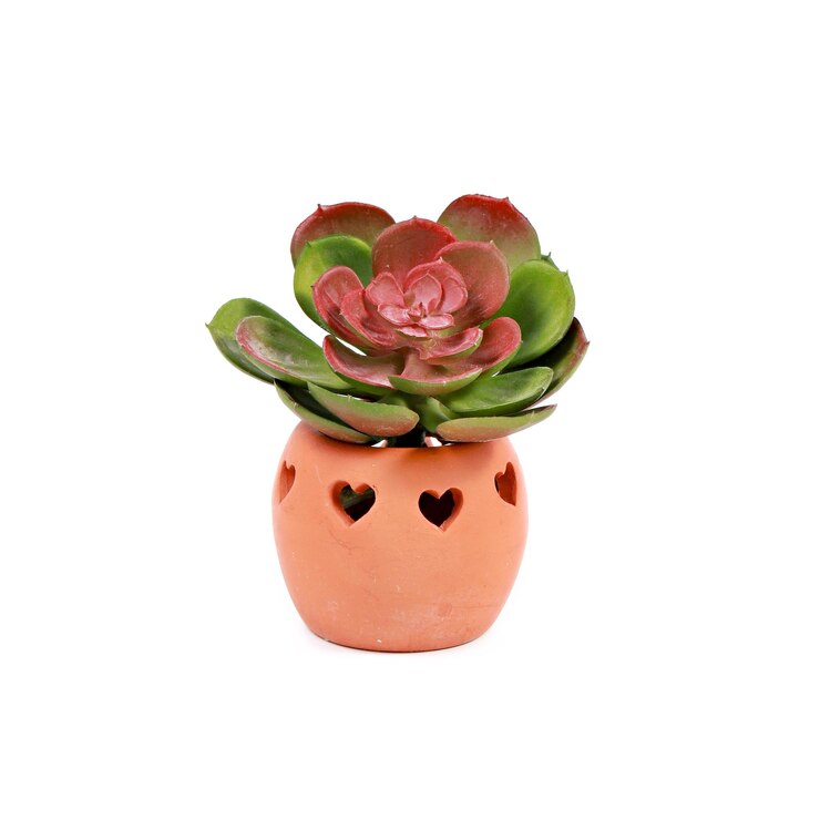Photo close-up of potted succulent plant against white background