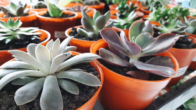 温室で植え込まれた植物のクローズアップ