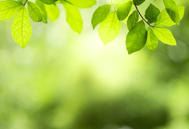 Close-up prachtig uitzicht op natuur groene bladeren op de achtergrond wazig groen boom met zonlicht in openbare tuin park. Het is landschapsecologie en kopie ruimte voor behang en achtergrond.