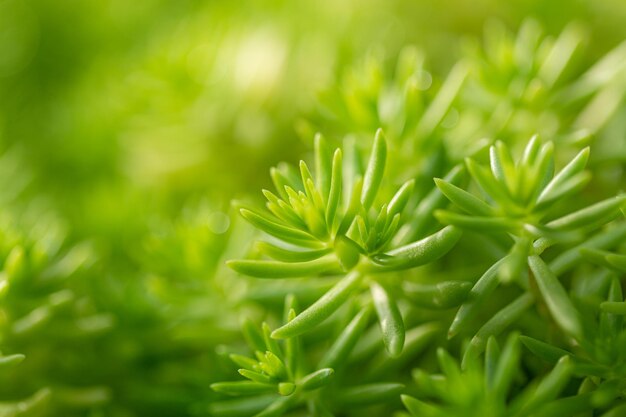 Close-up prachtig uitzicht op natuurlijke groene bladeren op groen onscherpe achtergrond