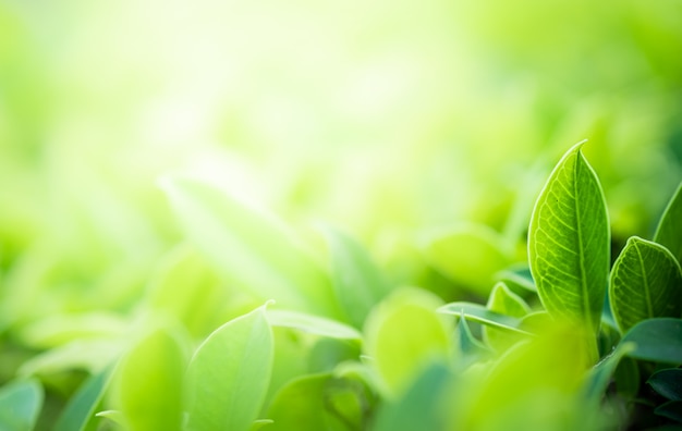 Close-up prachtig uitzicht van de natuur groene bladeren op wazig groen boom