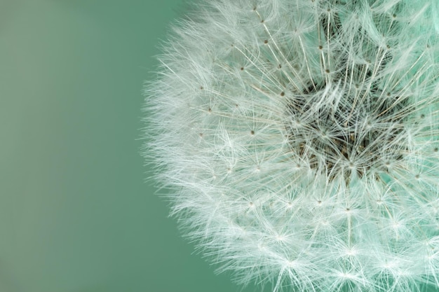 Close-up prachtige paardenbloem kleur licht achtergrond patroon textuur Macro Fotografie View