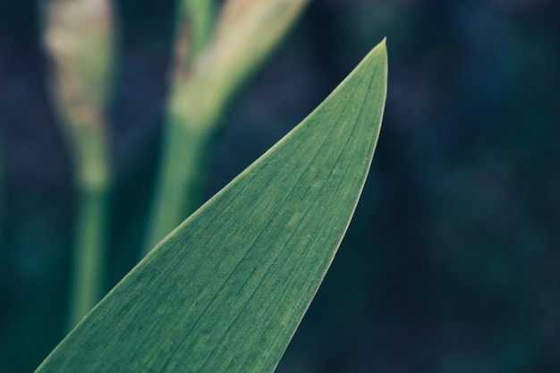 Close-up prachtige plantbladbloemen op een gras achtergrond textuur Zomer concept