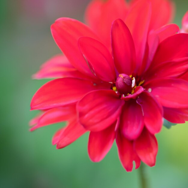 Foto close-up prachtige rode bloem