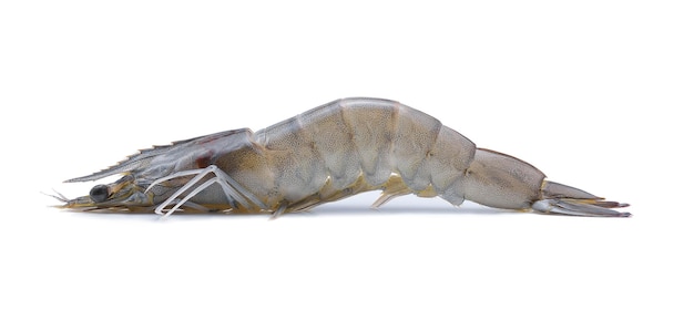 Close-up of prawn against white background