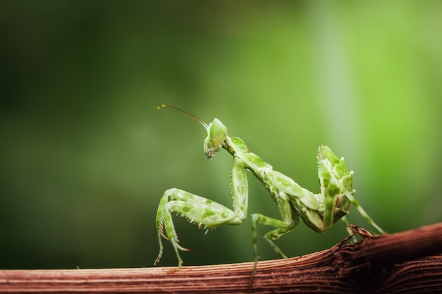 Primo piano mantide religiosa sul ramo con sfondo sfocato della natura