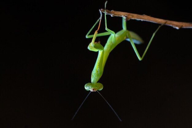 Foto prossimo piano della mantis religiosa sul ramo