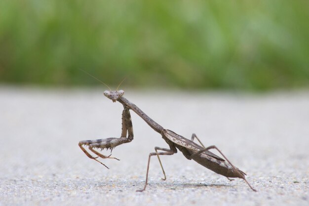 Foto prossimo piano della mantis religiosa sul campo