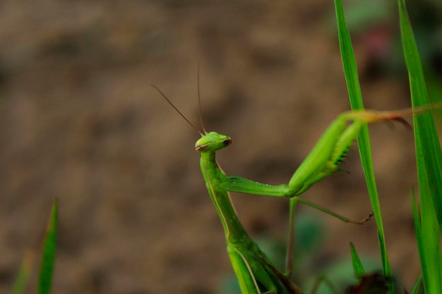 풀 위 에 있는 기도 마티스 의 클로즈업