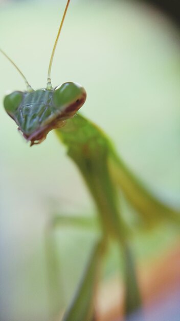 야외 에서 기도 하는 마티스 의 클로즈업