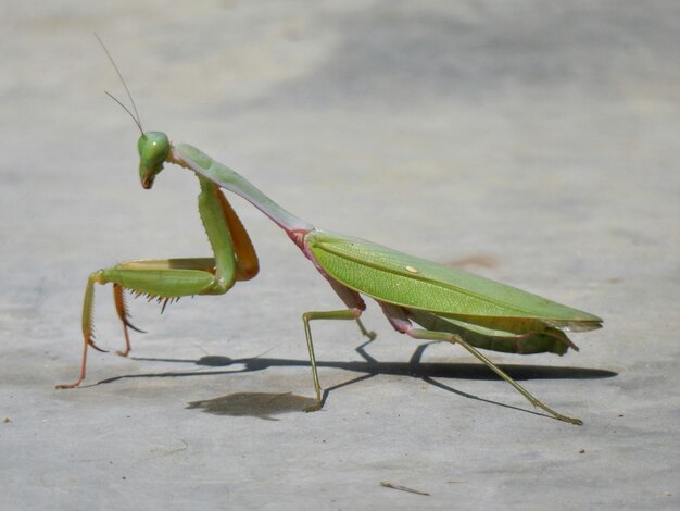 Foto prossimo piano della mantis religiosa sulla roccia