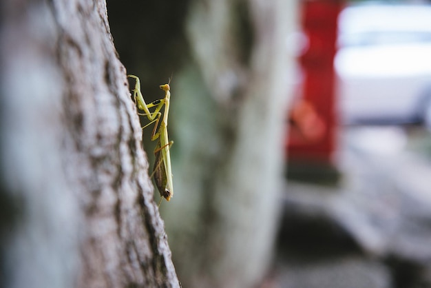 Prossimo piano di una mantis religiosa sul tronco di un albero