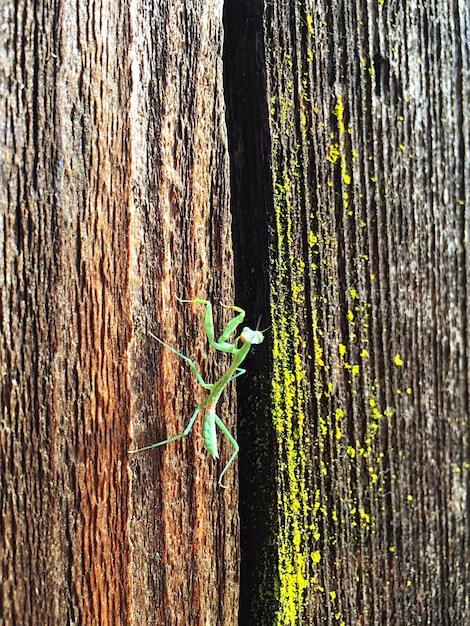Photo close-up of praying mantis on wood