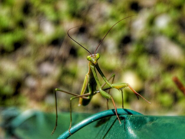 Foto prossimo piano della mantis religiosa