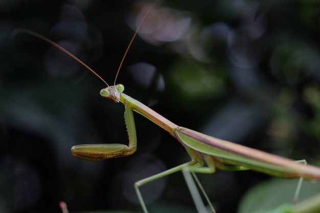 close-up of praying mantis