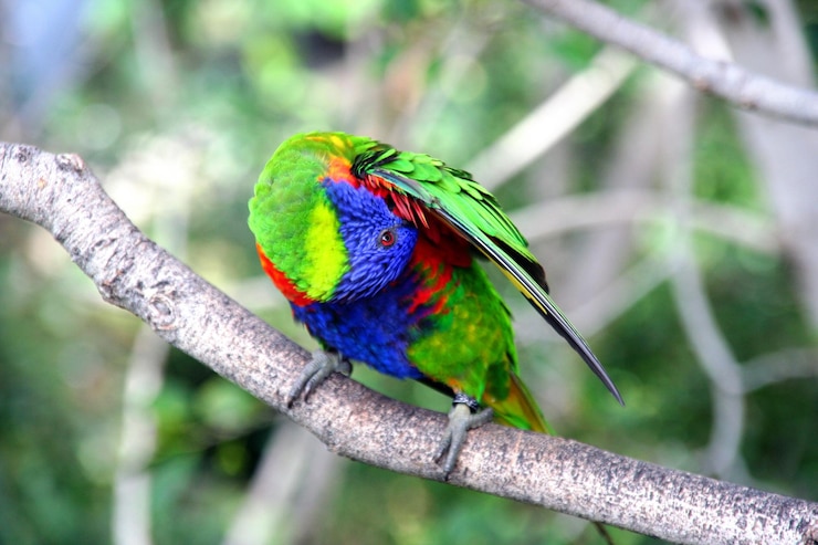Photo a close up of a preening parrot