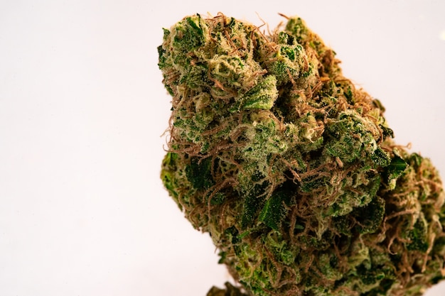 Close up prescription medical marijuana flower bud in white background
