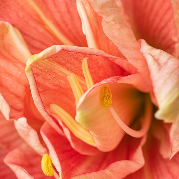 Foto primo piano di un bel fiore color pesca