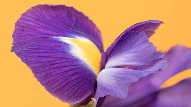 Foto primo piano di un bel fiore viola