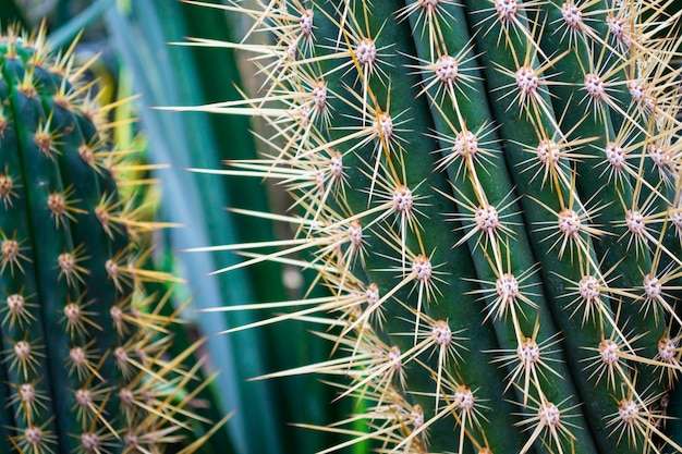 Close up of prickly green cactus with long thorns.