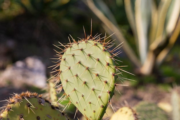 Фото Вблизи колючая груша также называется nopal opuntia ficusindica индийская фига opuntia или варварская фига это