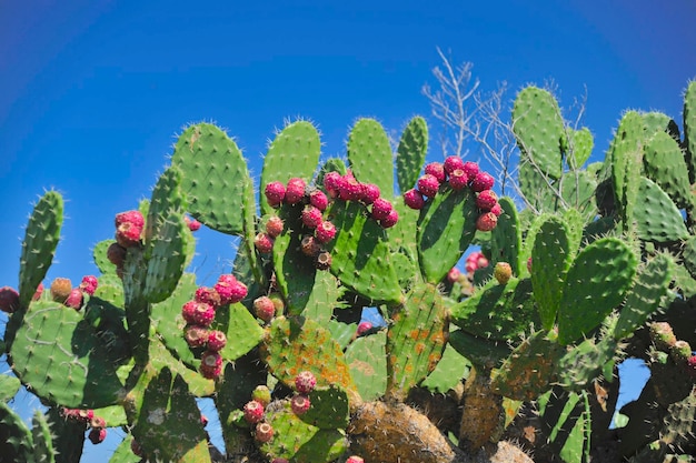 Close-up of prickly pear cactus against blue sky