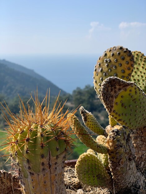 Photo close-up of prickly pear cactus against sky