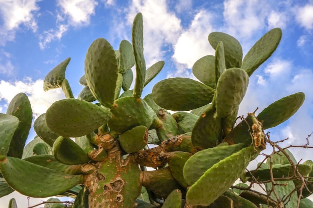 Photo close-up of prickly pear cactus against sky