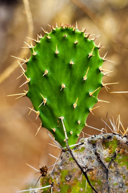 在室外靠近的 prickly pear 仙人掌