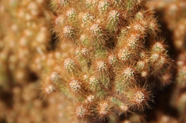 Close-up of prickly pear cactus