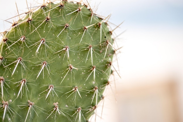 Close-up of prickly pear cactus