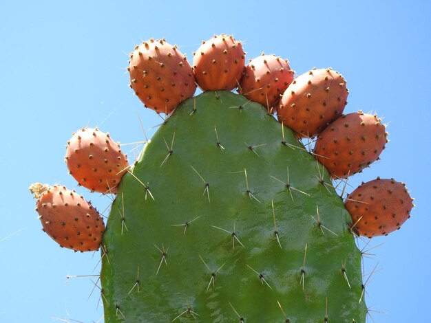 Close-up of prickly pear cactus