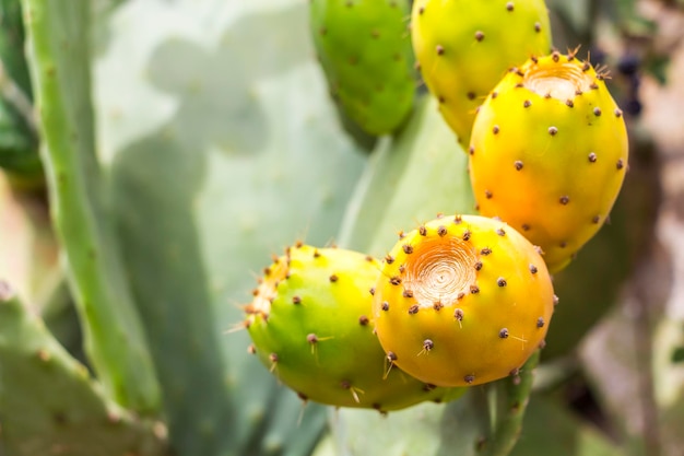 Foto prossimo piano del cactus della pera spinosa